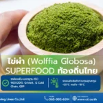 ไข่ผำ-Superfood-Wolffia-Globosa