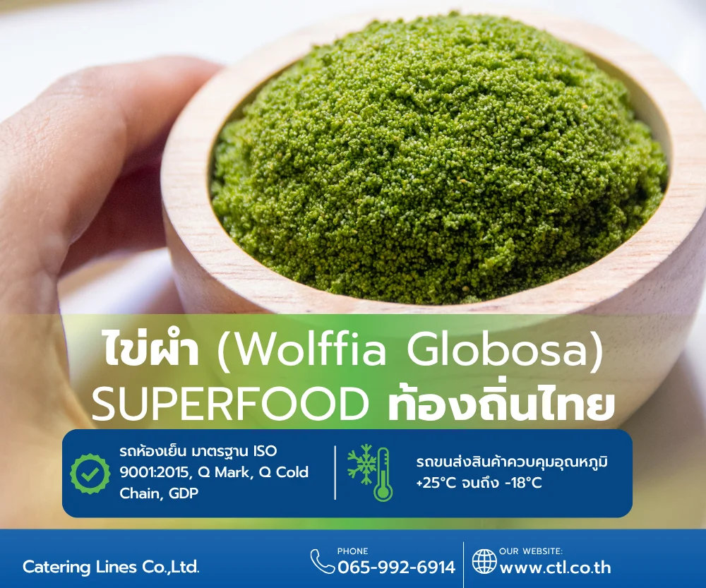 ไข่ผำ-Superfood-Wolffia-Globosa